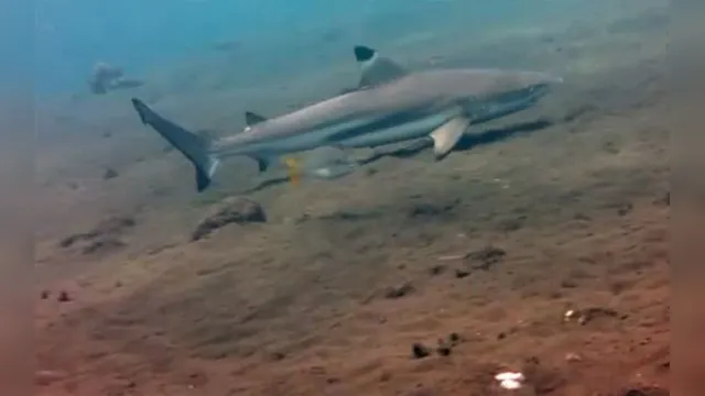 Imagem ilustrativa da notícia Tubarão leva criança de 7 anos para dentro de água em praia; Veja o vídeo!