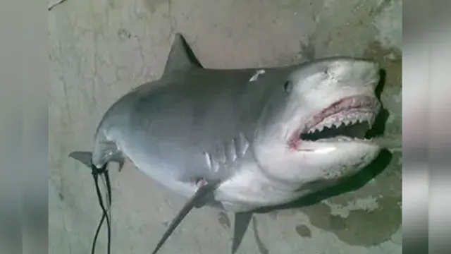 Imagem ilustrativa da notícia Tubarão branco achado na costa paraense após devorar jovens? Veja se notícia é verídica!