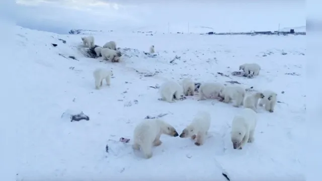 Imagem ilustrativa da notícia Dezenas de ursos polares cercam vila e deixam moradores isolados. Veja as fotos!