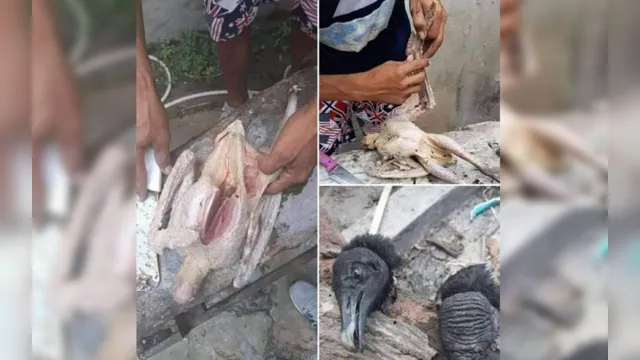 Imagem ilustrativa da notícia Carne de urubu é vendida como galinha caipira em feira