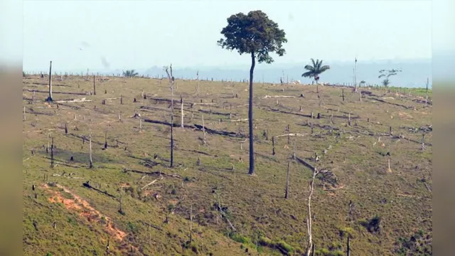 Imagem ilustrativa da notícia Desmatamento da Amazônia bate recorde e se torna o maior em 10 anos