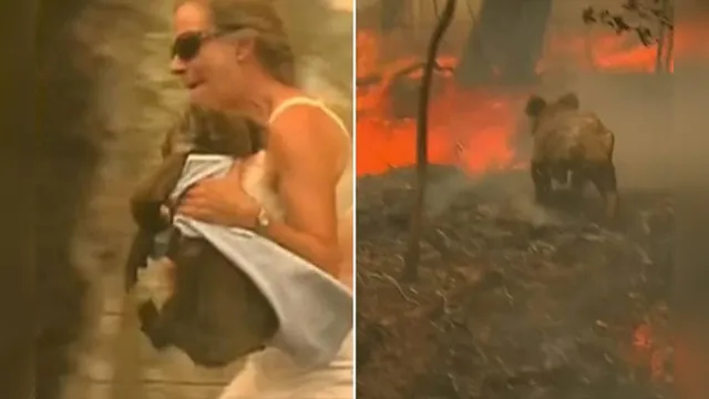 Imagem ilustrativa da notícia Morre coala resgatado em incêndio na Austrália que comoveu o mundo