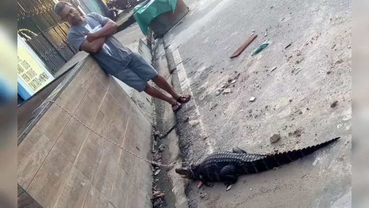 Imagem ilustrativa da notícia Jacaré vira ‘pet’ em rua de Belém e é colocado em coleira até resgate