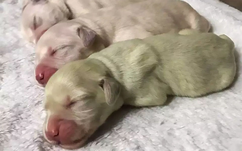 Por que alguns cachorros nascem verdes? Entenda! • DOL