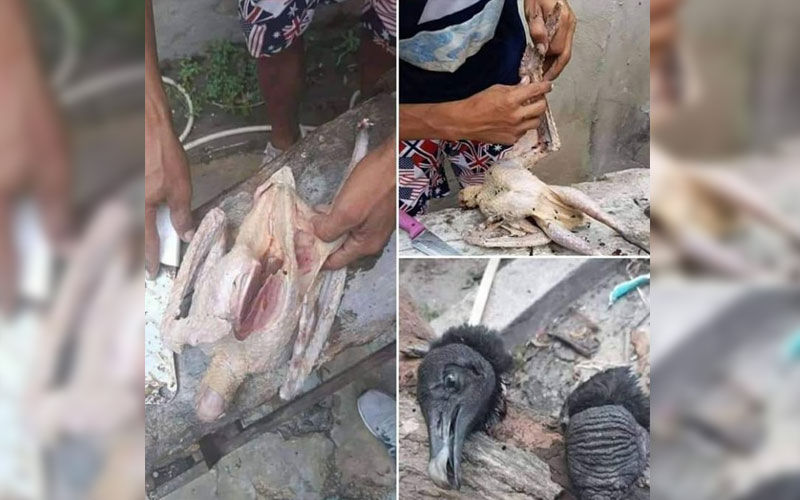 Carne de urubu é vendida como galinha caipira em feira • DOL