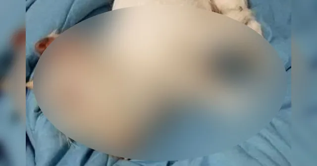 Imagem ilustrativa da notícia Cachorro, porco ou animal satânico? Foto viraliza nas redes sociais