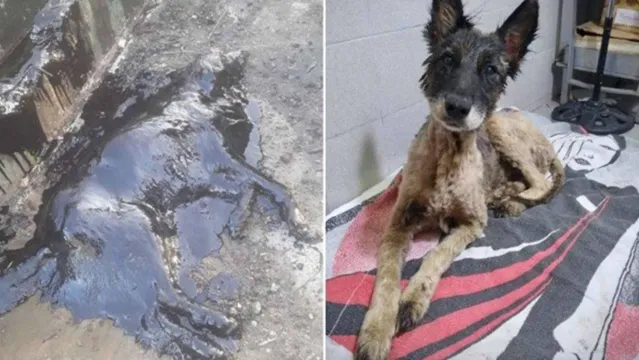 Imagem ilustrativa da notícia Cão é resgatado com corpo totalmente coberto por piche