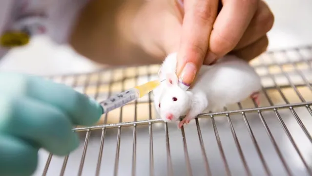 Imagem ilustrativa da notícia Coronavírus: vacina começa a ser testada em ratos