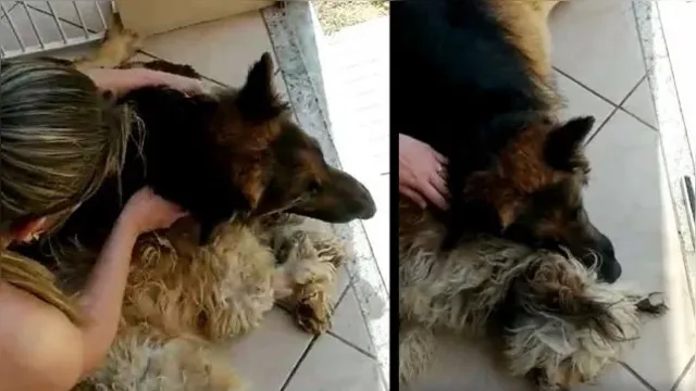 Imagem ilustrativa da notícia Vídeo: cachorro se desespera ao pensar que irmão está morto 