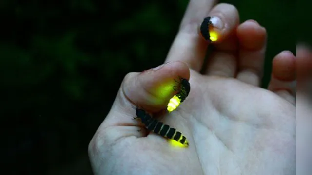 Imagem ilustrativa da notícia Vaga-lume entra para a lista de insetos em extinção; diz Universidade 