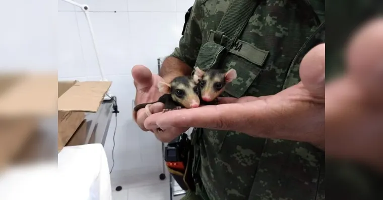 Imagem ilustrativa da notícia Mucura morre atropelada e filhotes são resgatados pela polícia