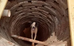 Esse é o quarto cãozinho resgatado sob as mesmas condições somente na última semana.