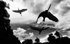 Em sentido horário, imagens de Vânia Alves, Rose Marques e Conce Miranda presentes na mostra. 