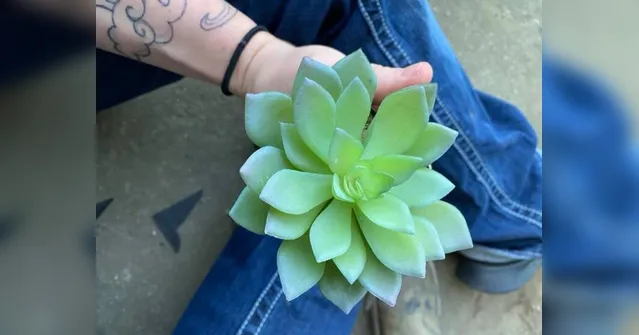 Imagem ilustrativa da notícia Mulher rega suculenta por 2 anos e descobre que planta é falsa