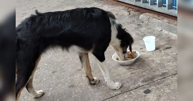 Imagem ilustrativa da notícia Cachorra é abandonada na porta de PSM por família que a adotou em Belém