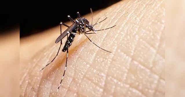 Imagem ilustrativa da notícia Lembra delas? Chuvas intensas acendem alerta para doenças como Dengue e H1N1