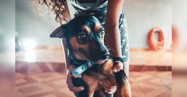 Imagem ilustrativa da notícia Coronavírus e pets: veja quais cuidados devem ser tomados com os animais de estimação