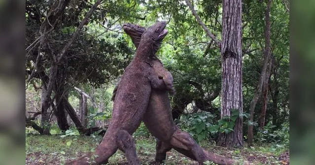 Imagem ilustrativa da notícia Vídeo mostra batalha entre dragões-de-Komodo na Indonésia