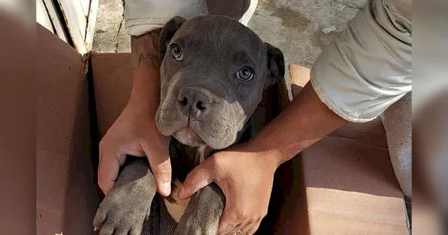 Imagem ilustrativa da notícia Criança abandona cão em abrigo para protegê-lo do pai e deixa carta comovente