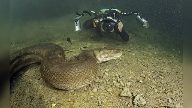 Imagem ilustrativa da notícia Anaconda gigante é encontrada na Amazônia. Veja o vídeo!