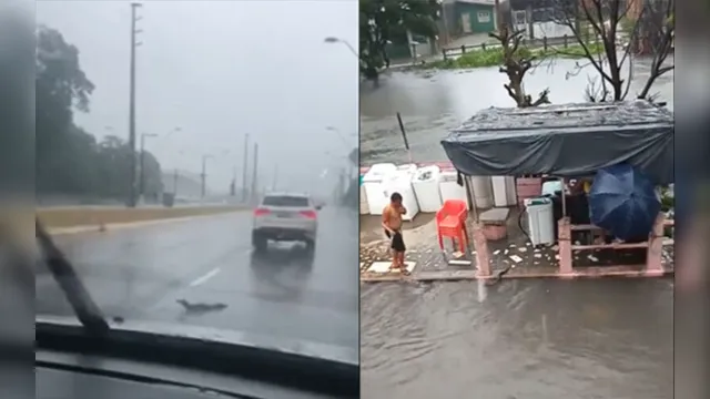 Imagem ilustrativa da notícia Jacaré invade avenida ao lado de shopping e morador mata cobra em canal durante chuva em Belém