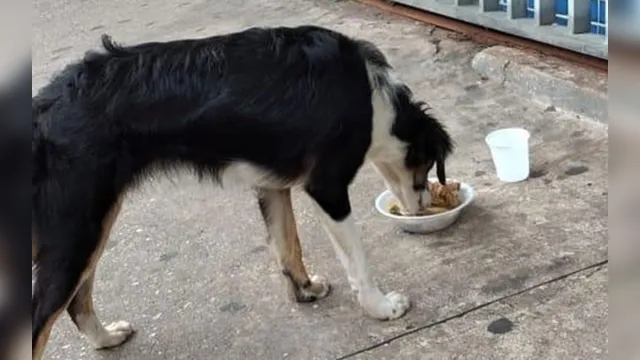 Imagem ilustrativa da notícia Cachorra é abandonada na porta de PSM por família que a adotou em Belém