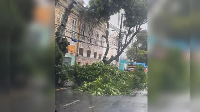 Imagem ilustrativa da notícia Prefeitura de Belém abandona galhos de árvore em avenida e trânsito fica congestionado