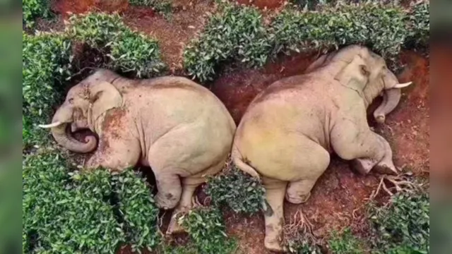 Imagem ilustrativa da notícia Coronavírus: elefantes caem bêbados após consumirem vinho por engano na China; veja!