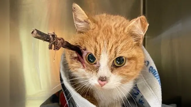 Imagem ilustrativa da notícia Gato sobrevive após esperar dias com flexa cravada na cabeça; veja!