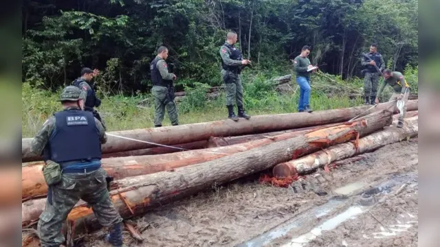 Imagem ilustrativa da notícia Semas apreende madeira ilegal durante operação no nordeste do Pará