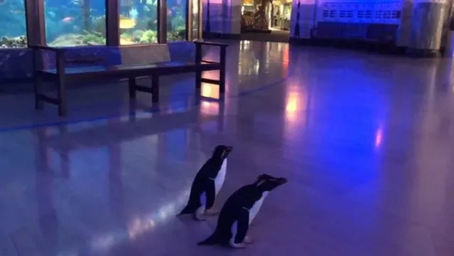 Imagem ilustrativa da notícia Com aquário vazio, pinguins fazem "visita" pelas instalações; veja!