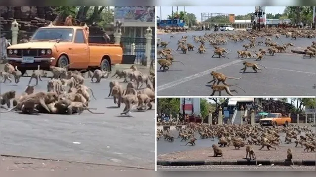 Imagem ilustrativa da notícia Coronavírus: centenas de macacos famintos aterrorizam cidade após crise no turismo
