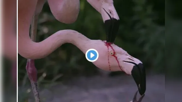 Imagem ilustrativa da notícia Será sangue? O flamingo machuca o próprio filhote? Descubra e veja o vídeo