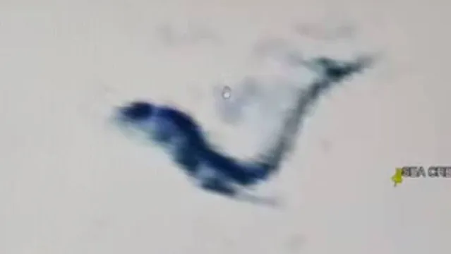 Imagem ilustrativa da notícia Vídeo: internauta flagra suposta sereia congelada na Antártida