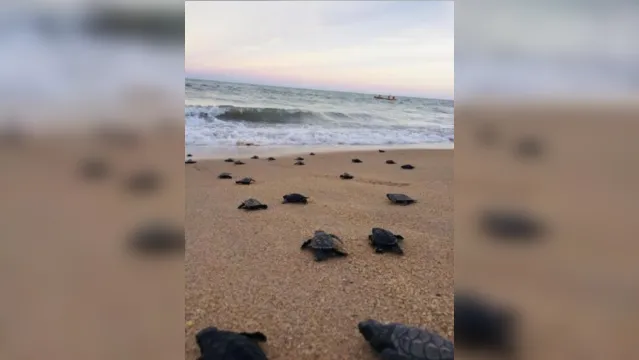 Imagem ilustrativa da notícia Com praias vazias, tartarugas nascem sem espectadores durante pandemia