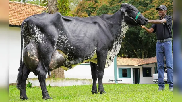 Imagem ilustrativa da notícia Conheça Marília, a vaca brasileira que entrou para o Guinness!   