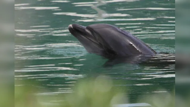 Imagem ilustrativa da notícia Golfinhos voltam aparecer nos canais de Veneza durante quarentena