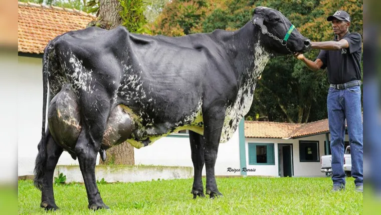Imagem ilustrativa da notícia Conheça Marília, a vaca brasileira que entrou para o Guinness!   