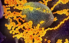 Imagem ilustrativa da notícia Cientistas descobrem 14 mutações do novo coronavírus