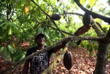 Imagem ilustrativa da notícia Agricultores vulneráveis de Santarém Novo recebem crédito rural durante pandemia