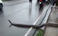 Imagem ilustrativa da notícia Sucuri de 5 metros “atravessa a rua” no Distrito Industrial