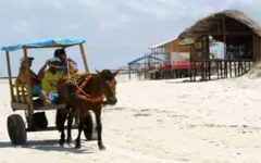 Imagem ilustrativa da notícia Campanha arrecada ração para animais da Ilha de Algodoal