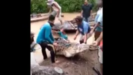 O animal de cinco metros aproveitou o momento em que a jovem estava nadando com amigos para ataca-la.