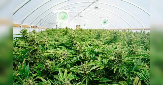 Imagem ilustrativa da notícia Maconha é remédio contra o novo coronavírus, diz pesquisa