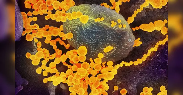 Imagem ilustrativa da notícia Cientistas descobrem 14 mutações do novo coronavírus