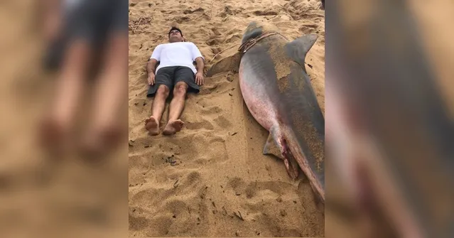 Imagem ilustrativa da notícia Tubarão de 3 metros é capturado na costa brasileira; veja!