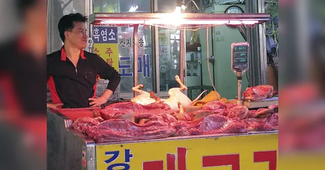 Imagem ilustrativa da notícia China reclassifica cães como animais de estimação e sinaliza fim de consumo
