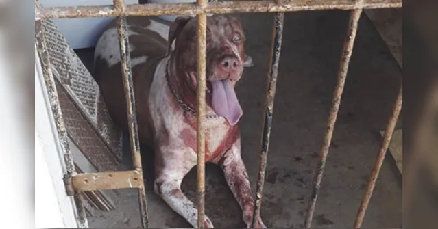 Imagem ilustrativa da notícia Homem tenta assaltar casa e tem rosto 'dilacerado' por pitbull