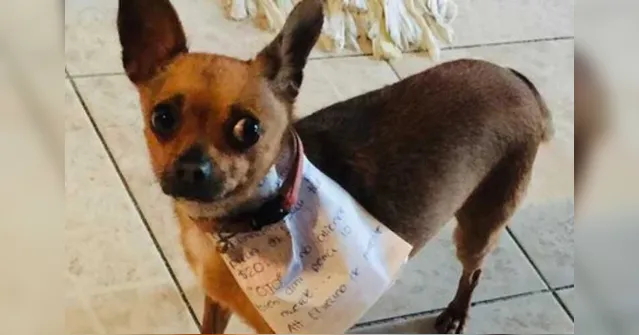 Imagem ilustrativa da notícia De quarentena, homem manda cão comprar pacote de salgadinho; veja fotos