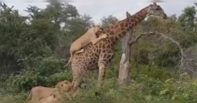 Imagem ilustrativa da notícia Girafa sobrevive a ataque de leões e vídeo viraliza; assista!